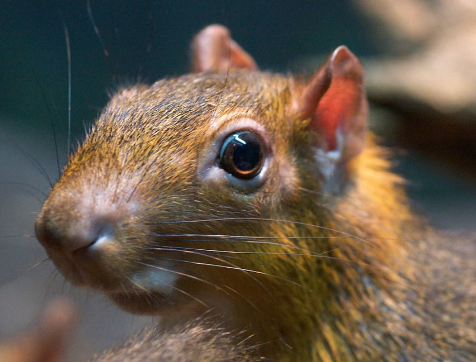 PLANT SAFARI: brazil nut