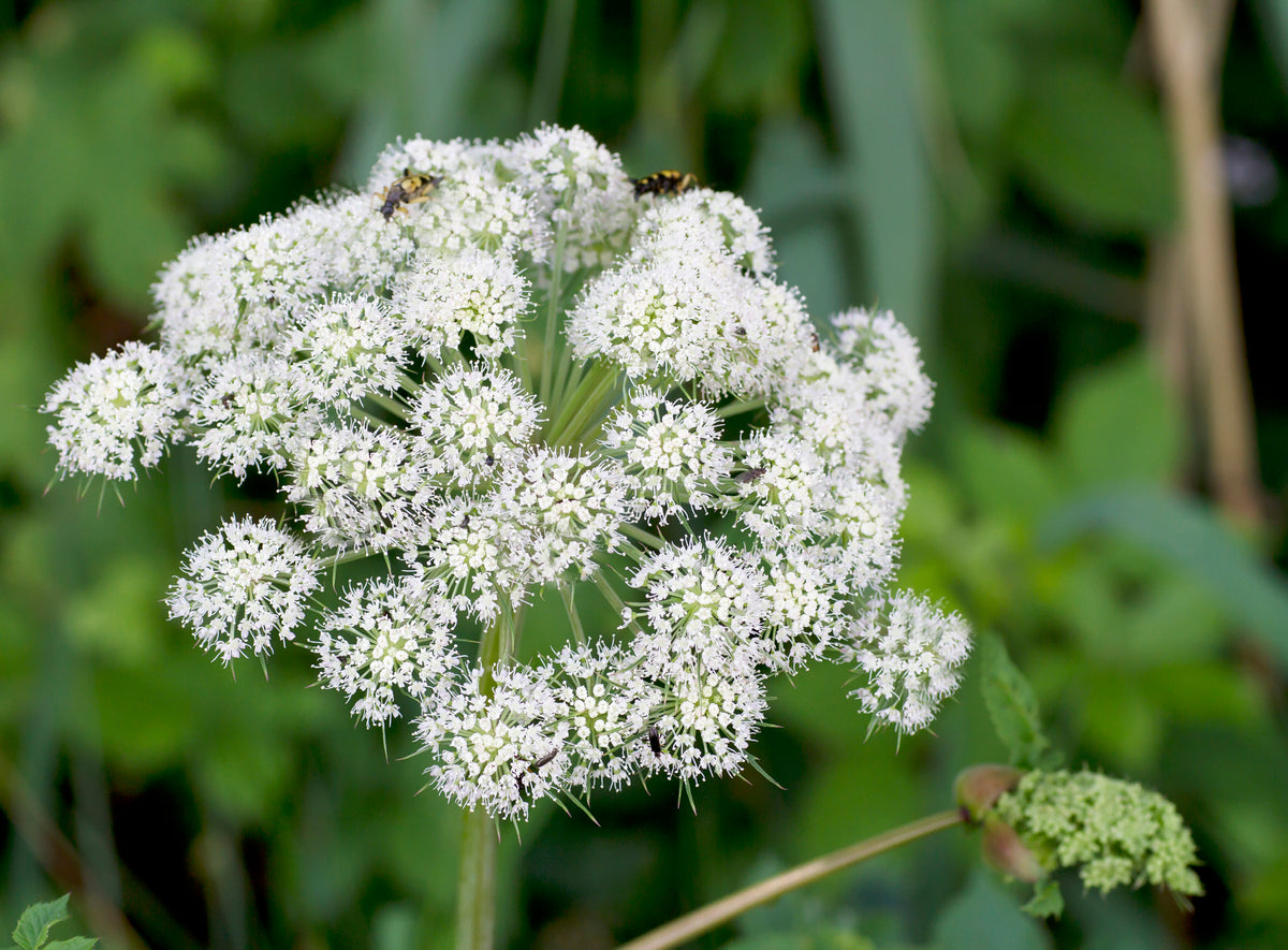 Ingredient Spotlight: Angelica