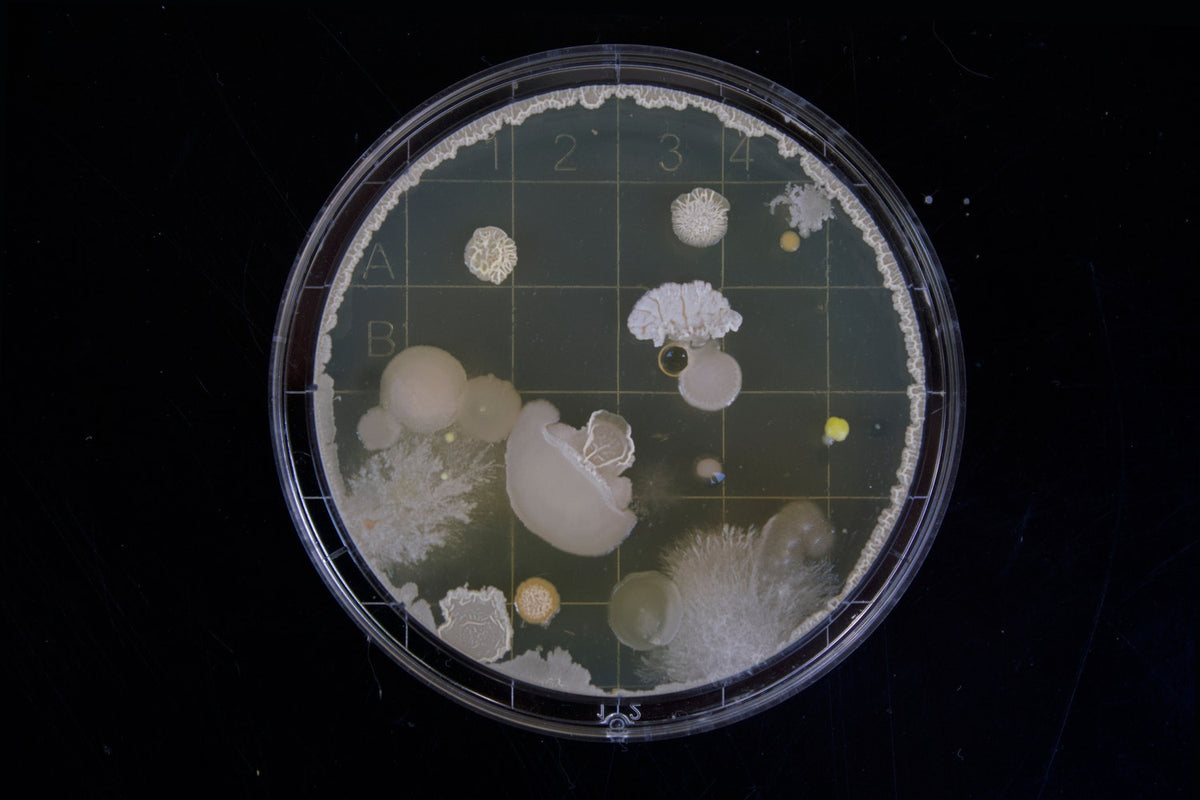 Good Bacteria: The Key to Clear Skin