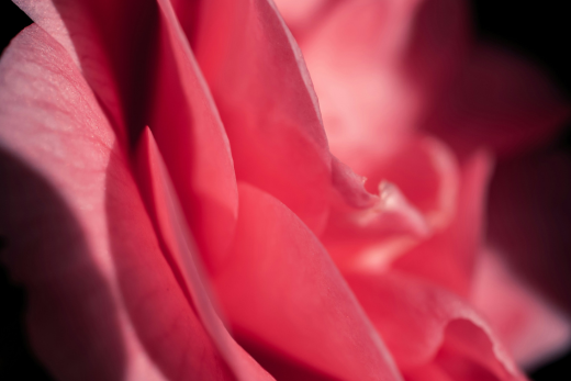 Camellia oil for glowing skin - LXMI 33 Face Oil