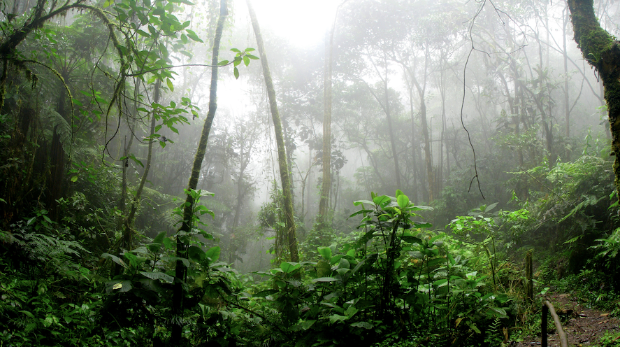 Was the Amazon originally a garden?