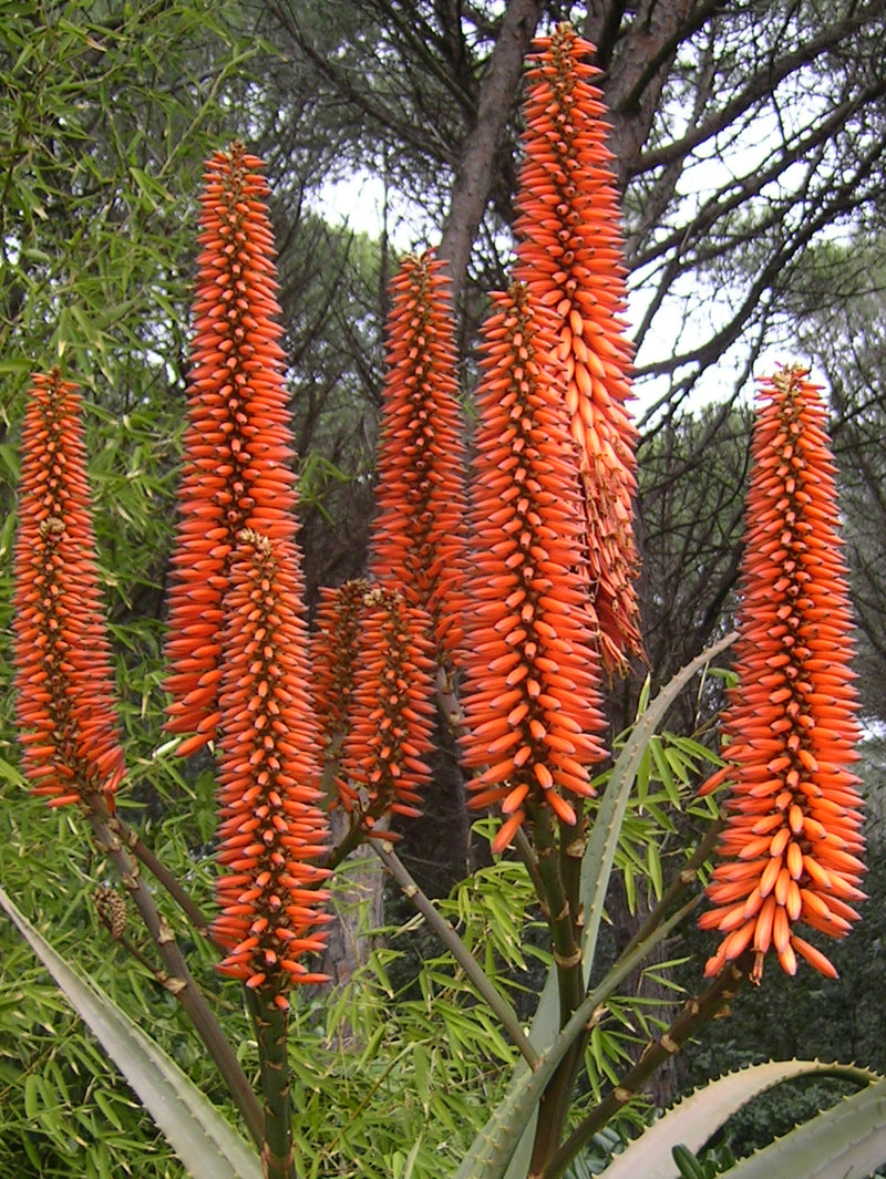 Plant Safari: Cape Aloe