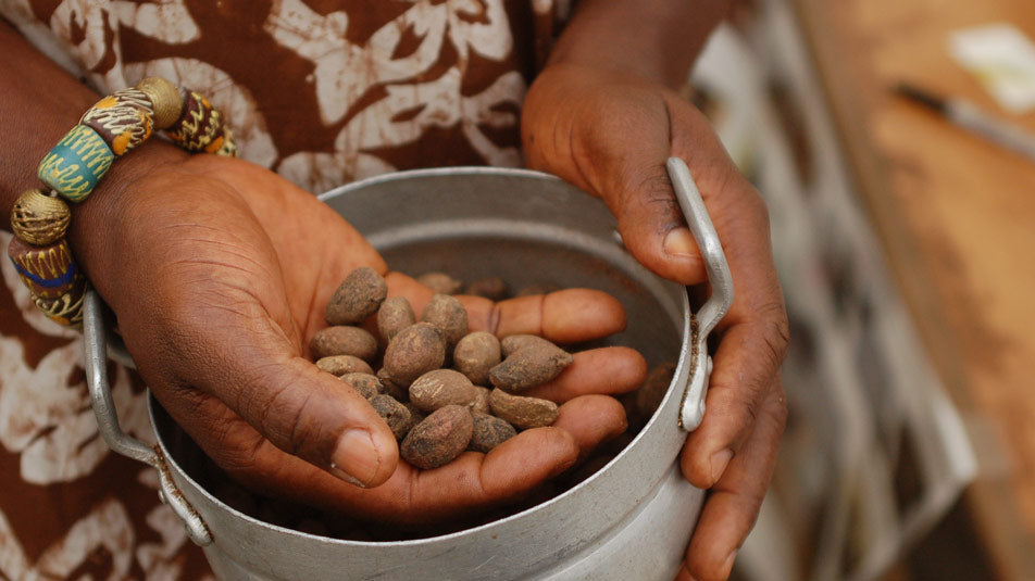 nilotica african shea butter