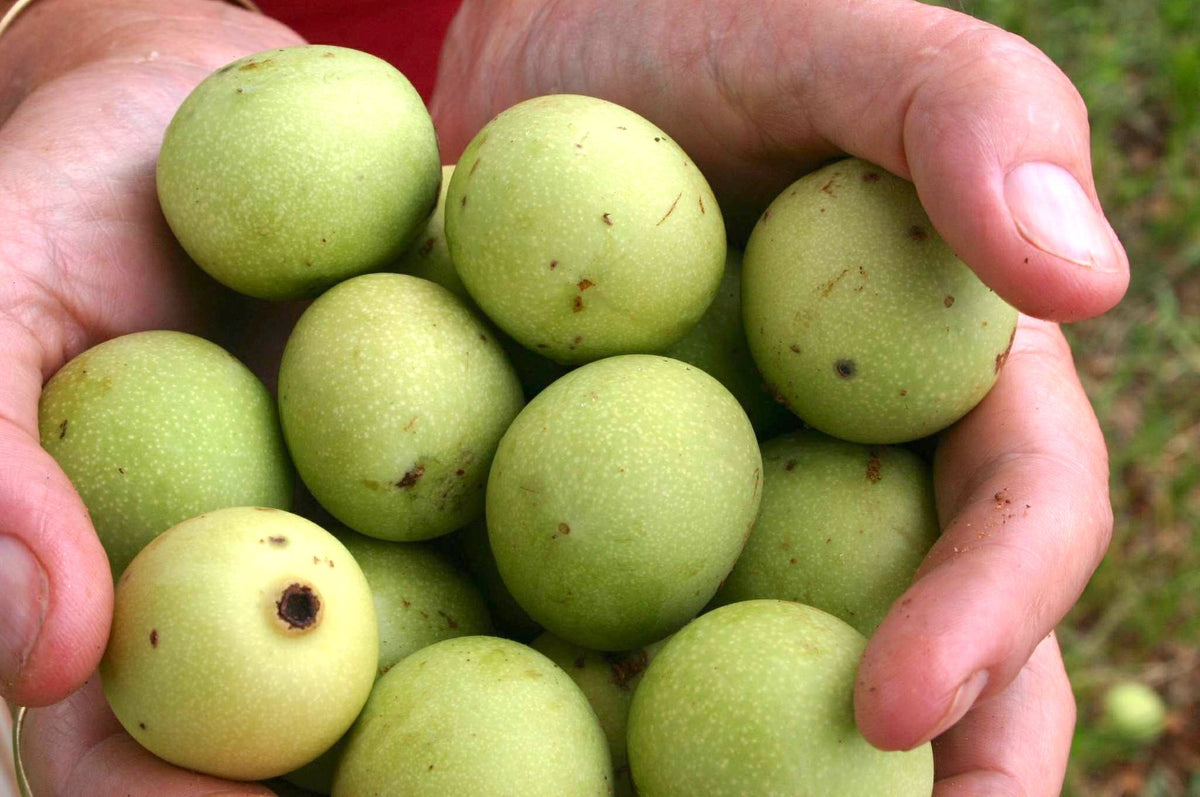 Plant Safari: Meet Marula