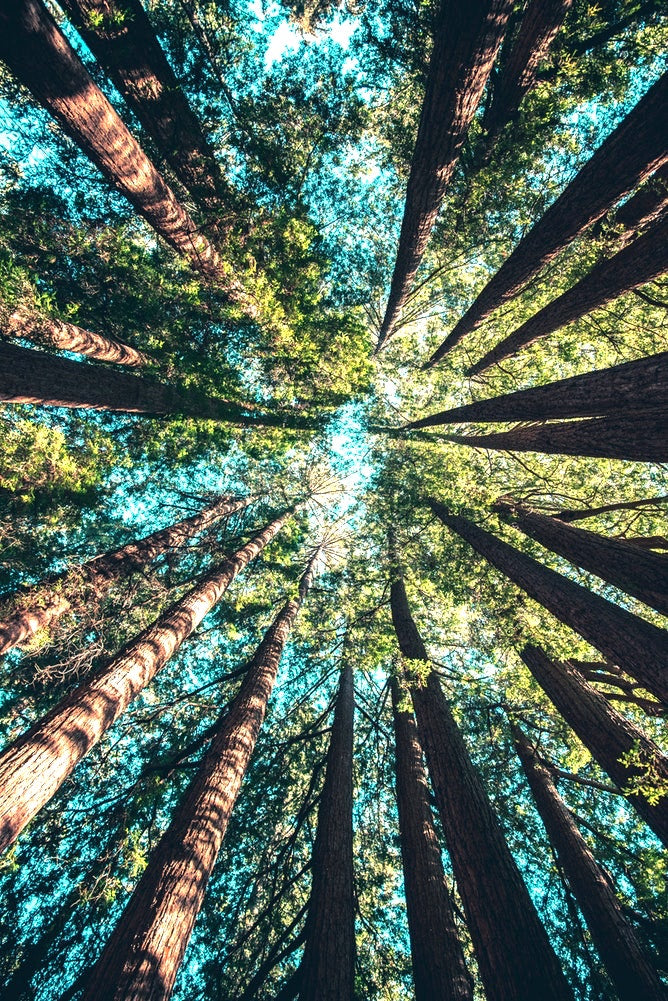 From Leila: Do Trees Feel?