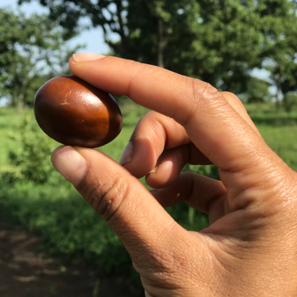 70 cold-pressed Nilotica nuts go into each tube of LXMI's Pure Nilotica Melt - no additives or fillers!