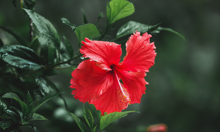 LXMI Soothing Scalp Tonic with Hibiscus Sabdariffa