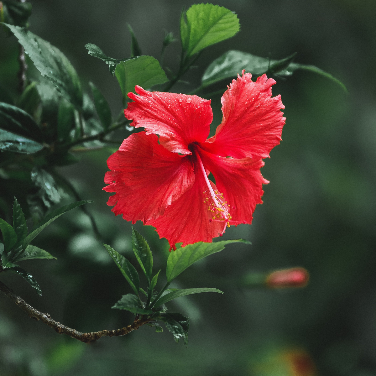 LXMI Soothing Scalp Tonic with Hibiscus Sabdariffa