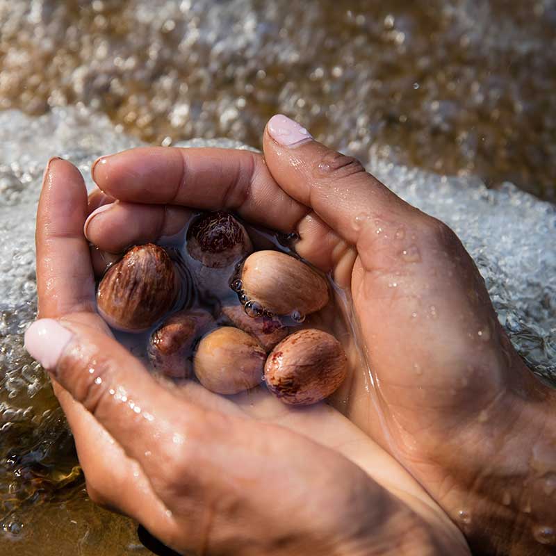 Nilotica nuts for barrier-supporting skin butter