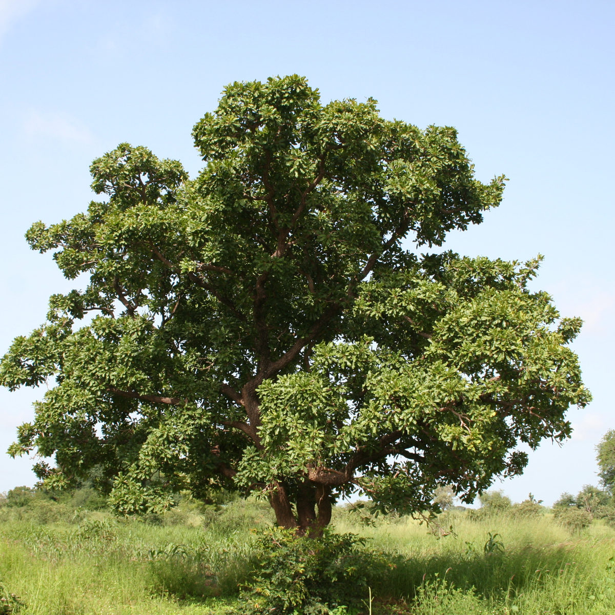20-year-old Nilotica trees in Northern Uganda where the Nilotica nuts for LXMI's Pure Nilotica Melt grow wild