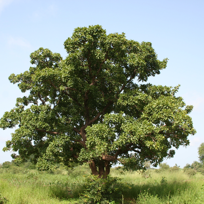 20-year-old Nilotica trees in Northern Uganda where the Nilotica nuts for LXMI's Pure Nilotica Melt grow wild