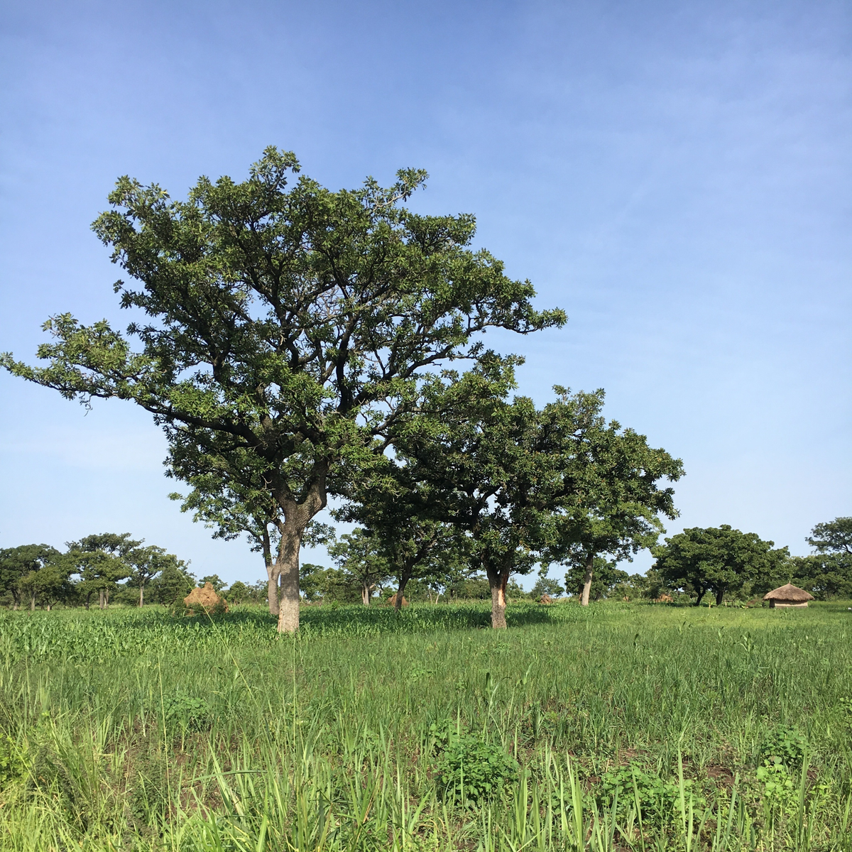 Wild-harvested and ethically sourced from fair-trade cooperatives in Northern Uganda - LXMI's Pure Nilotica Melt is pure goodness