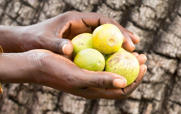 Nilotica harvest