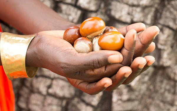 Nilotica harvest